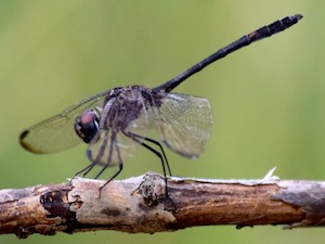 Black Setwing Male - Dythemis nigrescens